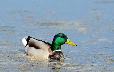 Canard colvert, Anas platyrhynchos, Mallard, mâle