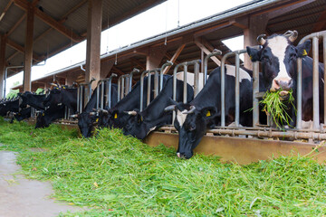 Cows Feeding in a Modern Dairy Barn in Darmstadt, Germany © Katie Chizhevskaya
