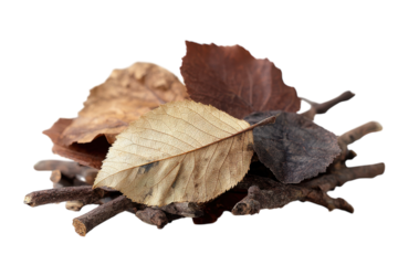 Autumnal Still Life Dried Leaves and Twigs Displaying Nature s Beauty Color Transitions and on transparent background