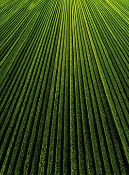Aerial view of green, perfectly aligned farm rows