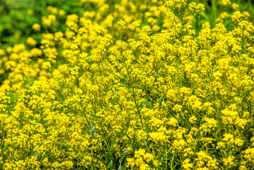 Wintercress on a green natural background