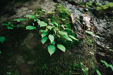 Lush Greenery and Nature Elements by a Serene Waterfall Area