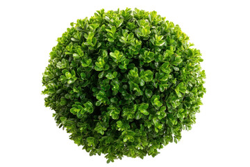 Obraz premium Round Green Bush Isolated Perfect Sphere of Dense Foliage Decorative Plant Garden Landscape on transparent background