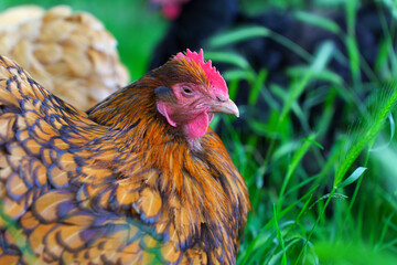 Colorful Chicken Nestled in Lush Green Grass
