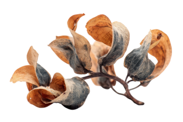 Withered Leaves Branch on Transparent Background Autumnal Decay Dried Flora Nature s Ephemeral Beauty Somber Tones