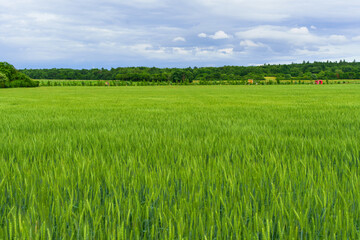 Vibrant Green Wheat Field Under Dramatic Sky in Darmstadt Germany