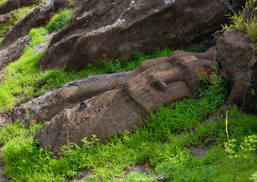 Unfinished moais in rano raraku, Easter Island, Hanga Roa, Chile