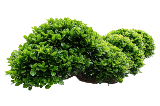 Lush green shrubbery foliage perfection botanical beauty landscaping natural flora greenery on transparent background