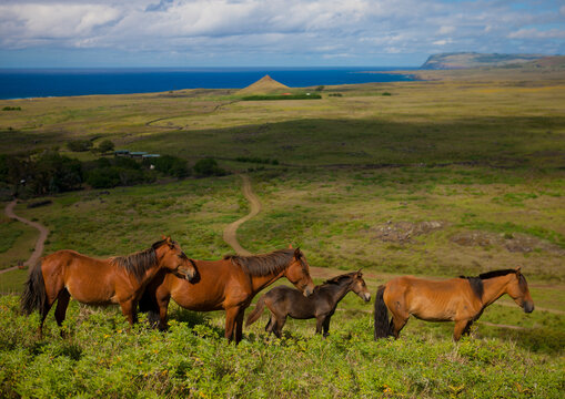 Horses in rano raraku, Easter Island, Hanga Roa, Chile