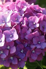 Violet Hydrangea Flowers And Morning Dew Exposed To Morning Sunlight