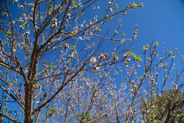 Blossoming branches under blue sky, capturing springtime renewal and growth