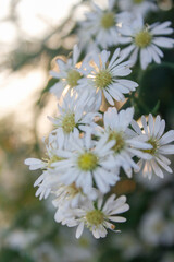 Flower with bokeh background