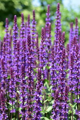 ブルーサルビア