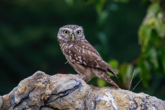 great horned owl in flight
