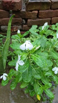 Vinca flower or Sada Bahar or Nayantora or Catharanthus roseus commonly known as Bright Eyes-Cape periwinkle dancing in the wind