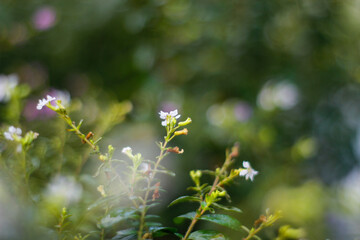 Flower with bokeh background