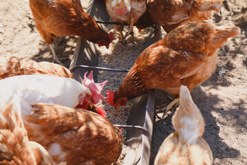 Chickens peck eagerly at grains in feeder trough