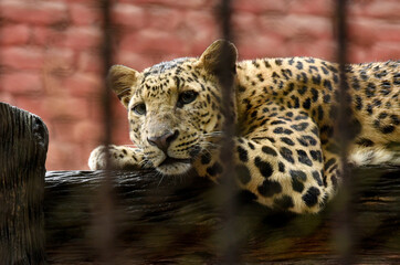 A leopard inside an enclosure at a zoo