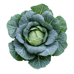 Fresh green cabbage vegetable top view healthy food ingredient isolated on transparent background