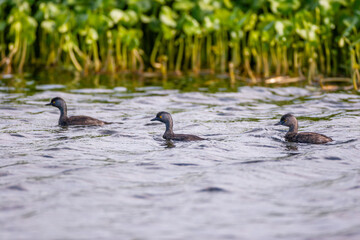 Three least grebes (Tachybaptus dominicus) swimming in freshwater in French Guiana near aquatic vegetation.