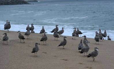 Fototapeta premium Seagulls in an european beach