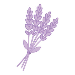 Bunch of lavender sprigs tied with a band vector
