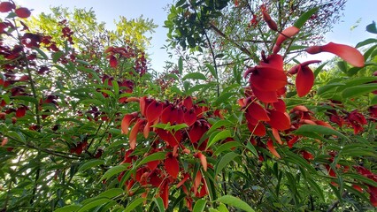 The National Garden in Athens 