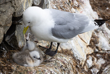 Black-legged kittiwake (Rissa tridactyla) at it's nest taking care of it's chicks. Endangered arctic species caring for it's offspring at breeding colony. Hatchling rare gulls in the nest