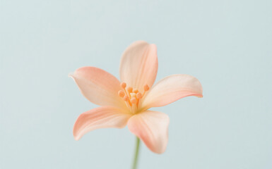 Soft Peach Lily on Minimal Pastel Background