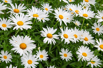 Fototapeta premium Glade background of chamomile flowers or nivanika (lat. Leucanthemum) on a background of green leaves. Flora plants flowers.