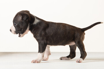 Obraz premium little american staffordshire terrier puppy