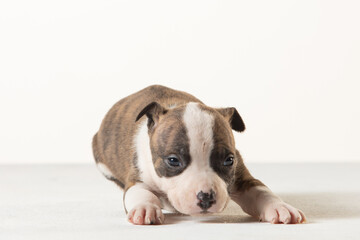 little american staffordshire terrier puppy