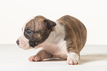 little american staffordshire terrier puppy
