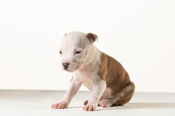 Fototapeta premium little american staffordshire terrier puppy