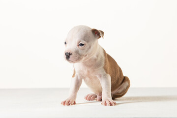 Fototapeta premium little american staffordshire terrier puppy