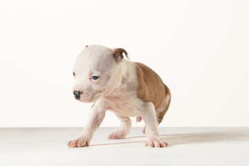 little american staffordshire terrier puppy