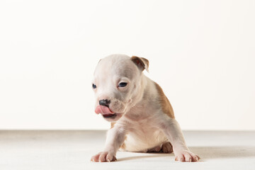 Fototapeta premium little american staffordshire terrier puppy