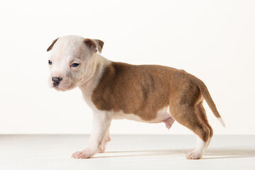 little american staffordshire terrier puppy