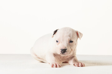 Fototapeta premium little american staffordshire terrier puppy