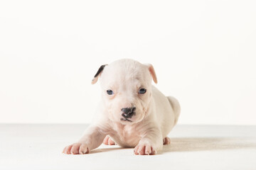 Fototapeta premium little american staffordshire terrier puppy