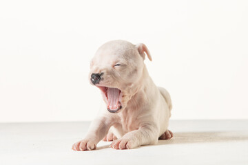 little american staffordshire terrier puppy