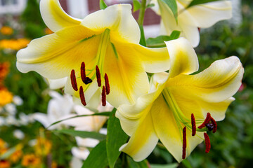 Golden lily flowers (Latin Lilium auratum) with beautiful yellow petals on a background of green leaves on a clear sunny day. Flora plants flowers.