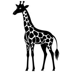 Fototapeta premium One young wild giraffe with a long neck standing isolated on a white background