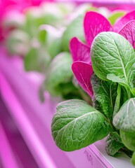Fototapeta premium purple cabbage growing in a garden