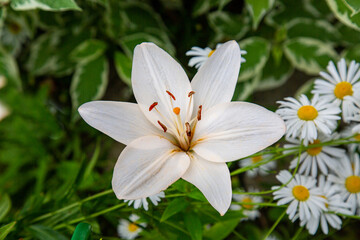 White lily flowers (Latin Lilium candidum) with beautiful petals on a green background. Flora plants flowers.