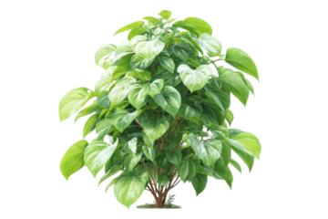 Lush Green Plant with Heart Shaped Leaves Isolated on Transparent Background Nature Growth Tropical Foliage Garden