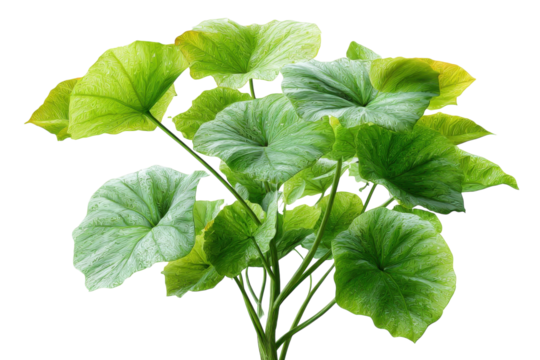 Lush Green Giant Elephant Ear Plant Tropical Foliage on Black Background Botanical on transparent background - Powered by Adobe
