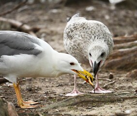 seagull on the beach