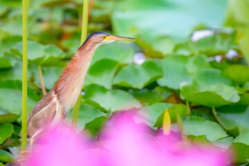 green heron ardea cinerea