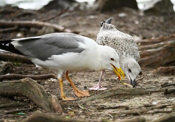 seagull on the beach